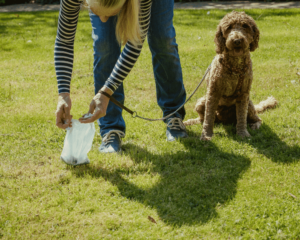 How Often Should You Pick Up Dog Poop in Brevard County, FL?