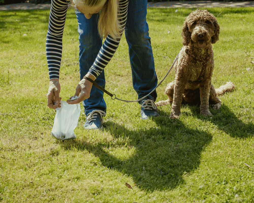 How Often Should You Pick Up Dog Poop in Brevard County, FL?